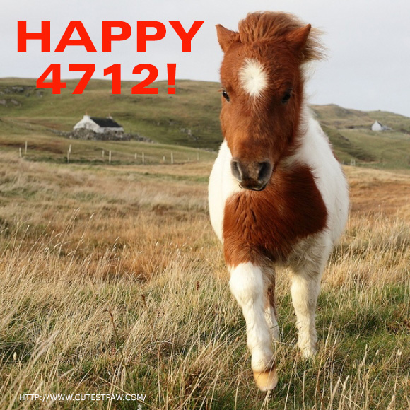 l-terrifically-cute-little-brown-and-white-Shetland-pony